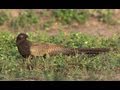 Pheasant Coucal (Scythrops novaehollandiae)