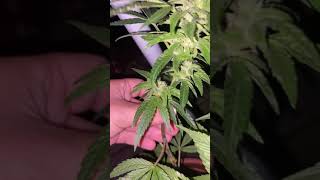 UK GORILLA GROW (first season) Night Update!.. Oct 15th