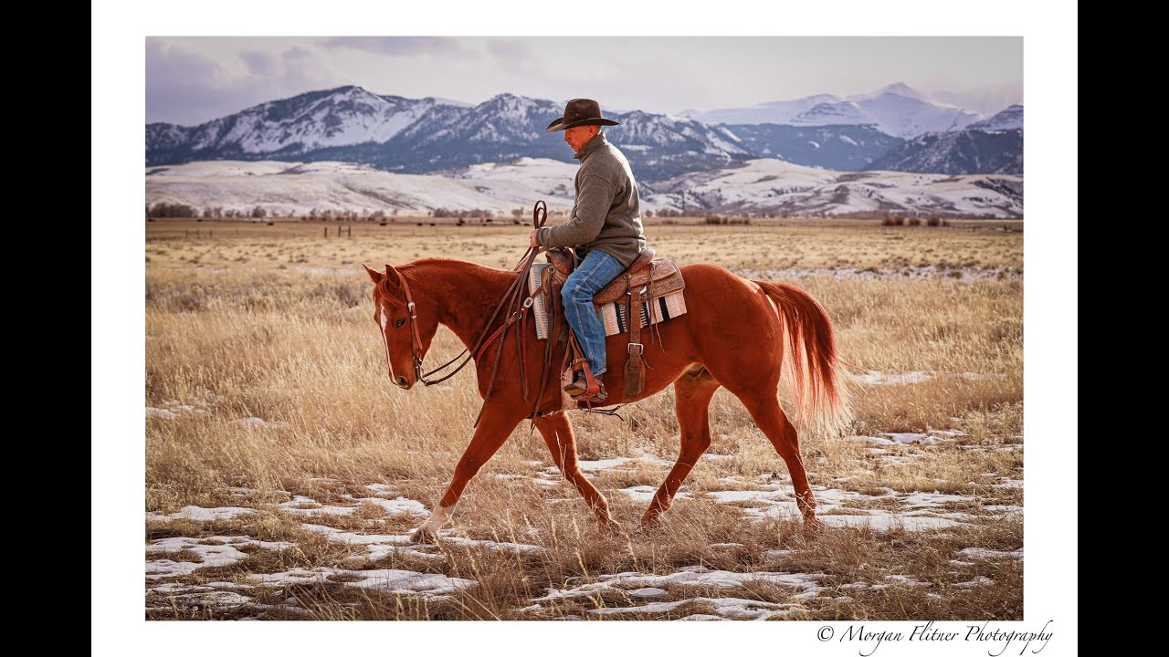 2025 Pitchfork Horse Sale. PLAYBOYS BOBBY SOX aka "Hahns" HIP 4