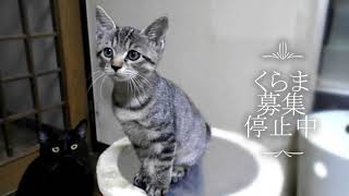 2023Ｔ宅募集仔猫