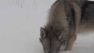 Wolves Wildlife Part Two