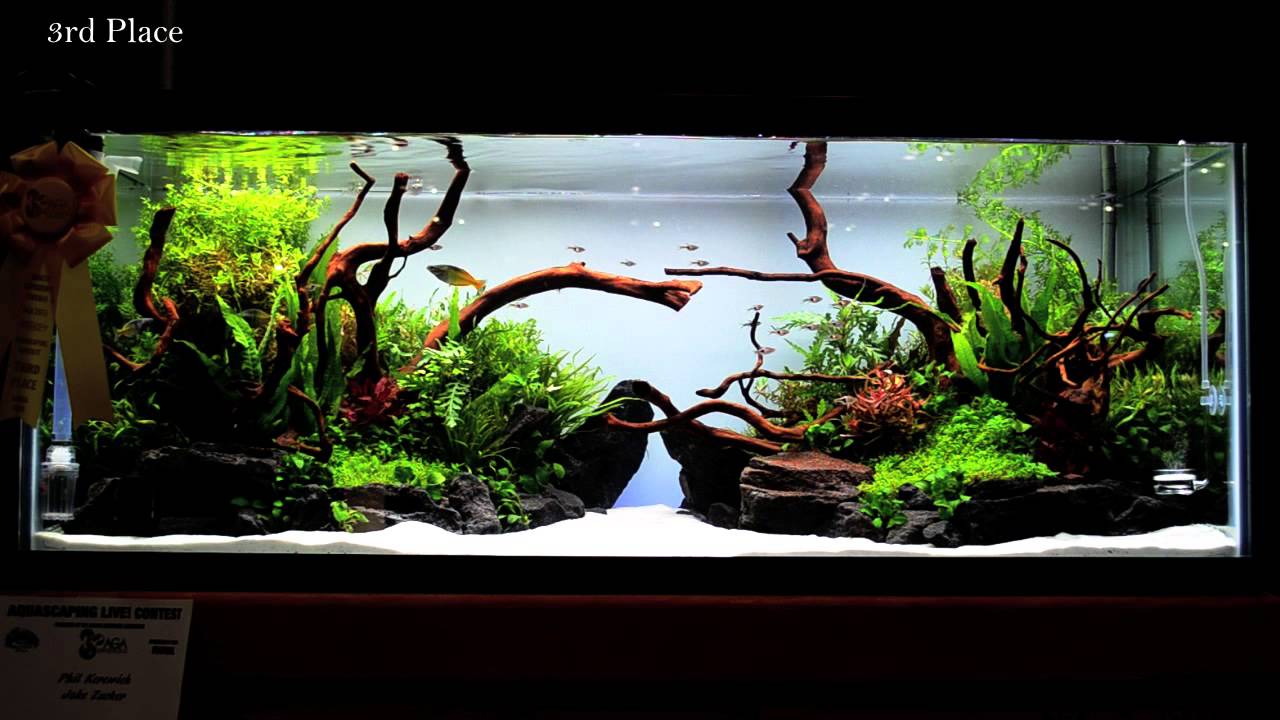 2015 aquatic experience aquascaping competition by twk aquascaping