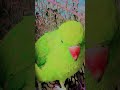 mithu kesa betha hai tu #nonstoptalkingparrot #parrot #talkingparot #birds #talkingparrot
