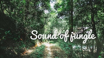 Jungle Sounds - Exotic Birds Singing - Tropical Forest - Relaxing Nature Video