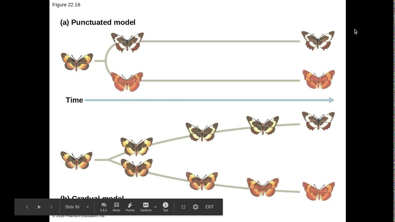 Video 22.4: Speciation Events