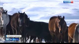 Кабардинская порода лошадей / Вести недели