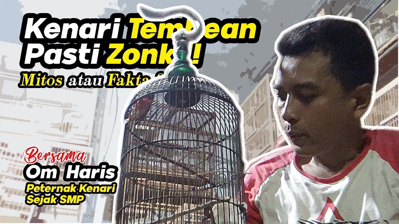 Telur Kenari Tembean Pasti Zonk | MITOS atau FAKTA?