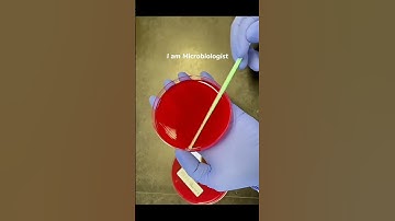 Agar plate streaking