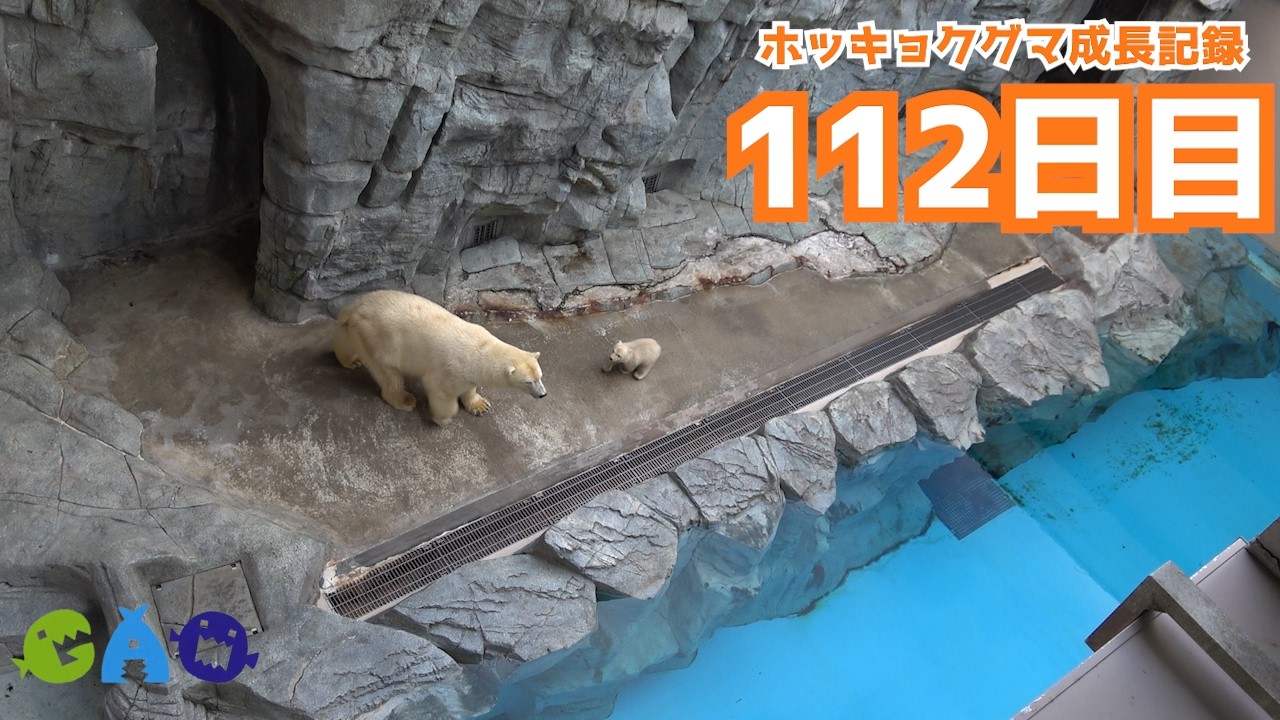 【112日目】ホッキョクグマ成長記録42　展示場に出る練習！