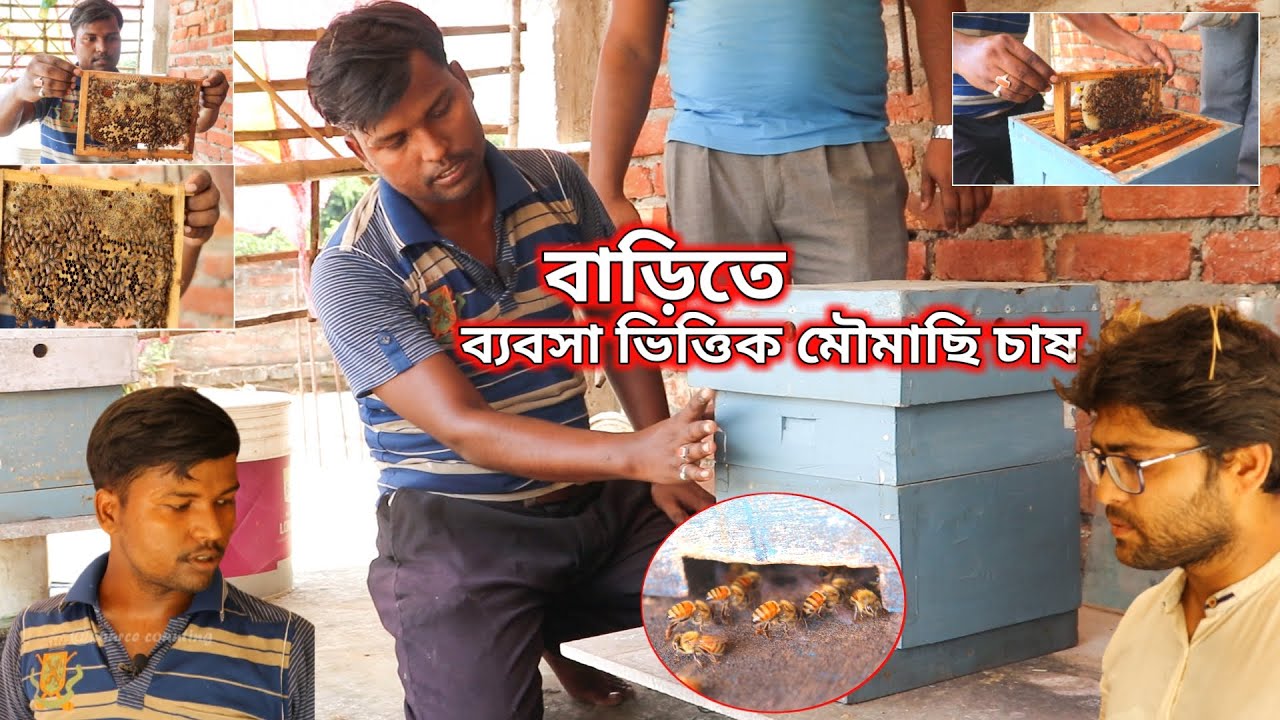 বাড়িতে মৌমাছি পালনের সহজ কিছু উপায় | bee farming in west bengal | Source Counting