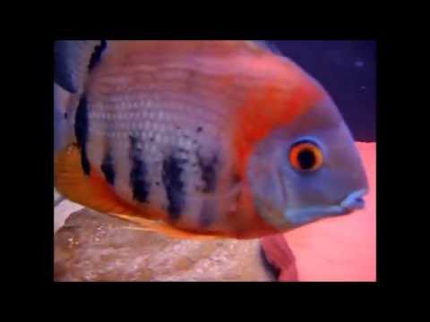 Цихлазома северум красноплечий (Heros severus rotkeil)