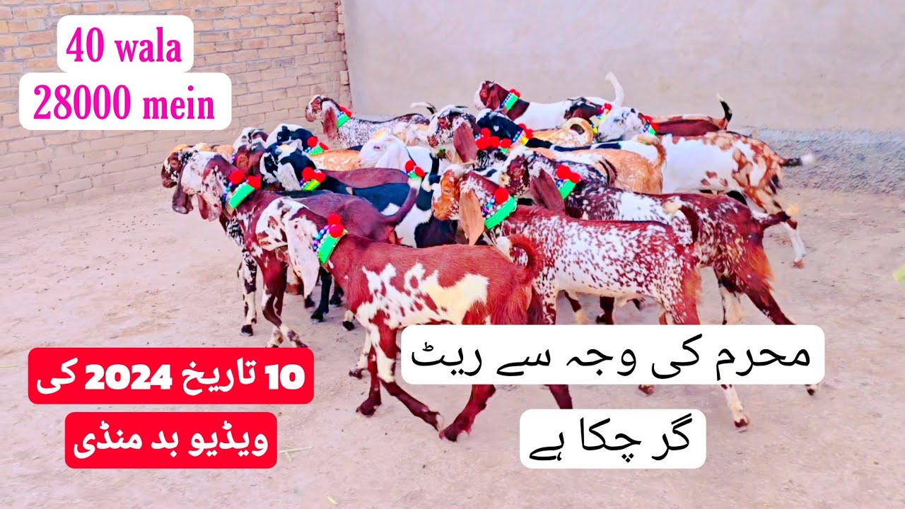 Pakistan R Sabir Pakistan Sabir goat farm 2024 Khubsurat color wale Bakre kimat bahut ...