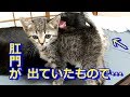 子猫の肛門が出ていたので病院に行ってきました