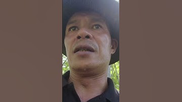 Cây Thông Cô Đơn Giữa Đại Ngàn. #shortvideo #shots #short #trainghiem #travel