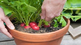 Grow your own food without an allotment! You can harvest significant crops by growing vegetables in containers and pots . It