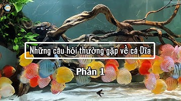 Cá Dĩa Mới Mua Về Có Thả Vào Bể Liền Được Không? | Discus House Aquarium