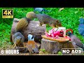 Get Up Close and Personal with Mini-Squirrels 🐿️ Cats Watch 😸 Dogs Watch 🐩 Birds Watch 🕊️ #2