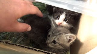I found two baby kitten in a box
