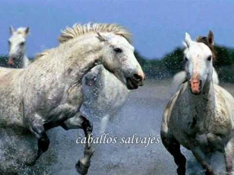 Wild Horses Rolling Stones Traducido