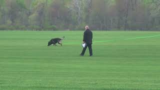 Jack and Ike de Lupus IGP 2 Tracking - 93