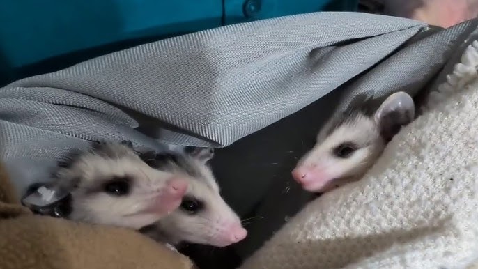 Local Wildlife center dealing with influx of baby animals - YouTube