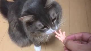 やっぱりキン消しが好きな猫 ノルウェージャンフォレストキャットlike Kinkeshi.Norwegian Forest Cat.