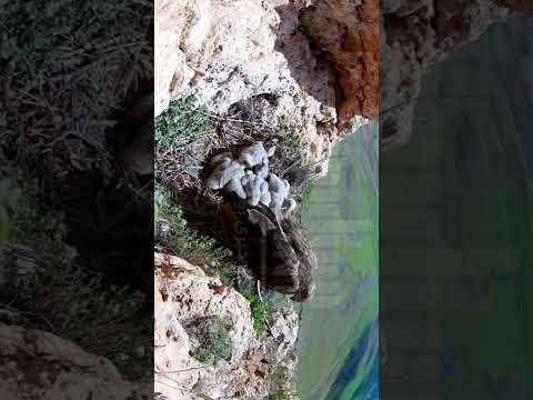 امروز ثبت لحظه شکار مار توسط شاه عقاب بوکان فیلم یونس خاکپور حیات وحش عقاب بوکان