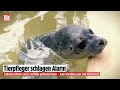 NORDSEE: Seehundbabys kämpfen sich zurück ins Leben
