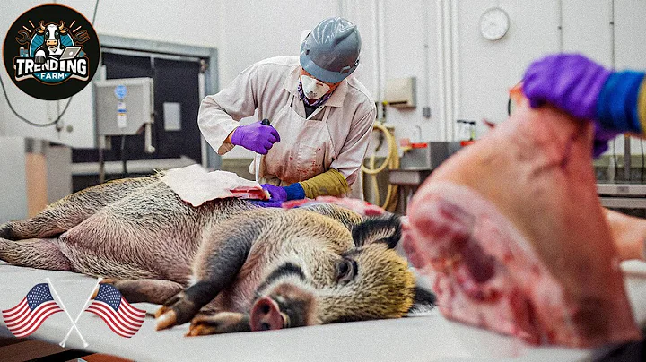 Texas Farmers' Brilliant Methods For Trapping #wildboars – You Won't Believe Their Effectiveness!