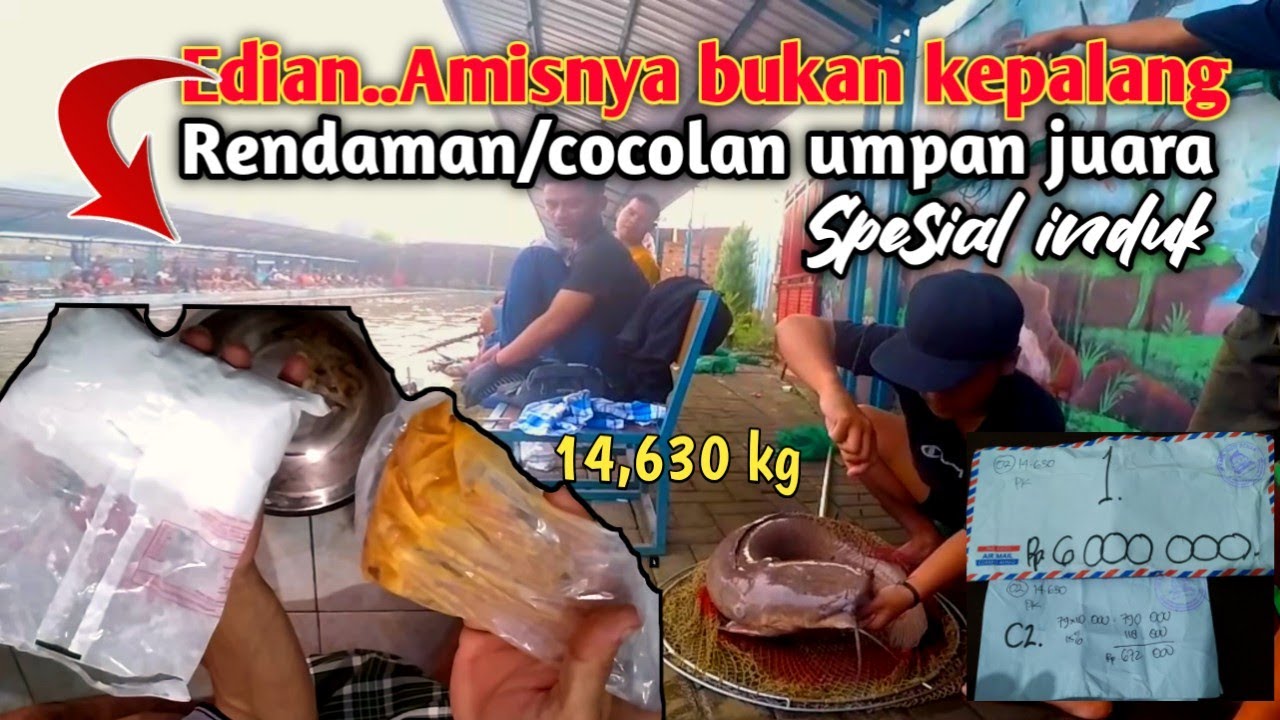 Jitu! Rendaman cacing spesial induk ternyata juara 1.Umpan lele babon. lomba mancing