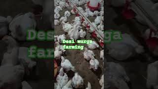 Desi murga farming in day 24#@#$#