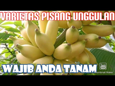 Nama Pohon Pisang
