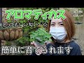 アロマティカス 育て方・ポイント【おうちでガーデニング】開花園チャンネル