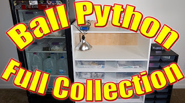 Ball Python - Full Collection Update - June 2017