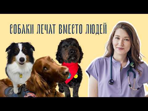 Собаки ЛЕЧАТ ЛУЧШЕ людей?! Как собаки-терапевты помогают людям