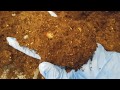 カブトムシ、初令幼虫、割り出し　Beetle　first instar