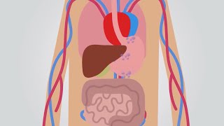 How Alcohol Moves Through the Body