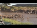 Great Wildebeest Migration II - Kenya 2012, Maasai Mara