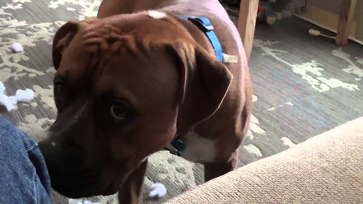 buddy dont like video