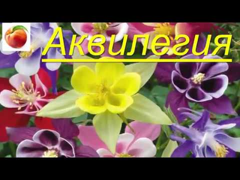 Video: Sibirsk Aquilegia