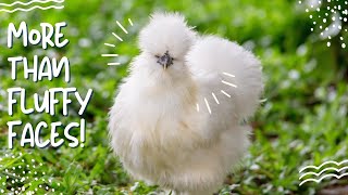 Silkie Chickens: The Cutest Chicken with a Rich History