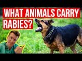 What animals carry rabies how can i tell if an animal has rabies doctor explains