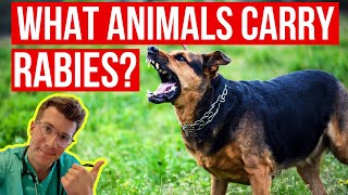 What animals carry RABIES? How can I tell if an animal has rabies? Doctor explains...
