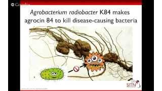 Antibiotic Resistance: Super drugs for Superbugs Part II
