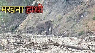 Wild Elephant In Jungle । मखना हाथी मिला जंगल में । विन्ध्य वासिनी मंदिर Trek । Sounds Of Forest