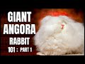 Giant Angora Rabbit 101: Part 1