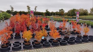 Japanese Maples - Fall Colors '23 at P.S. Gartenbau GmbH (Garden Outlet)
