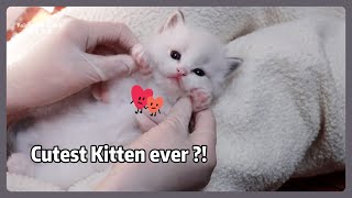 Teeny Tiny Kitten