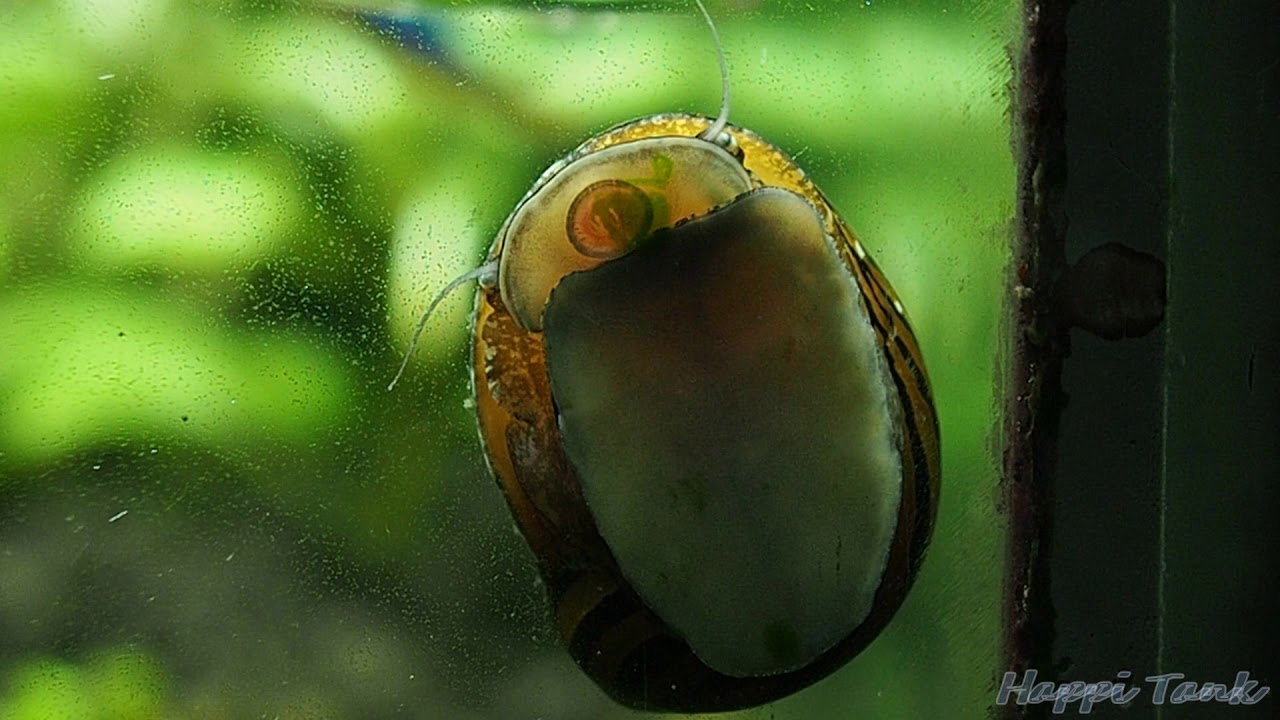 Zebra Nerite Snail eating green spot algae YouTube