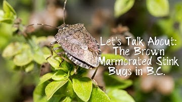 The Brown Marmorated Stink Bug in B.C.